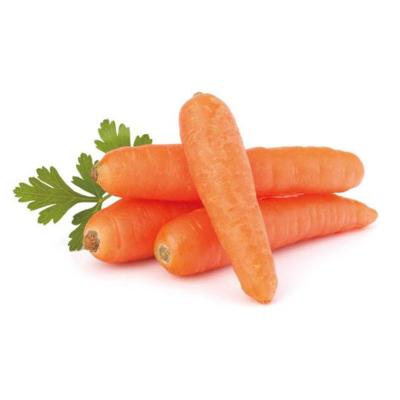 China Fresh Vegetables Fresh Wholesale Carrot Packing Box Fresh Carrot for sale