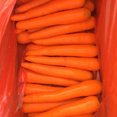 China China Fresh Manufacturer Wholesale Organic Vegetables Bulk New Season Fresh Carrot for sale