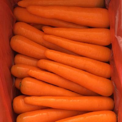 China Wholesale Fresh Super Quality Carrots Export Chinese Fresh Carrots for sale