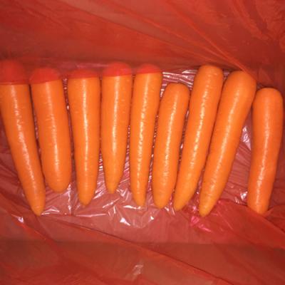 China 2021 new crop Fujian red Chinese carrot fresh juicy and fresh sweet carrots and clean water washed carrots for sale