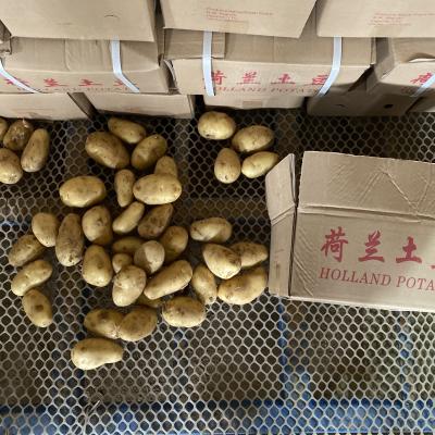 China Fresh Fresh Potato S/M/L Size In 5kg Carton for sale