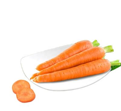 China New Fresh Cultured Fresh Carrot Clean Washed Carrot Low Prices for sale