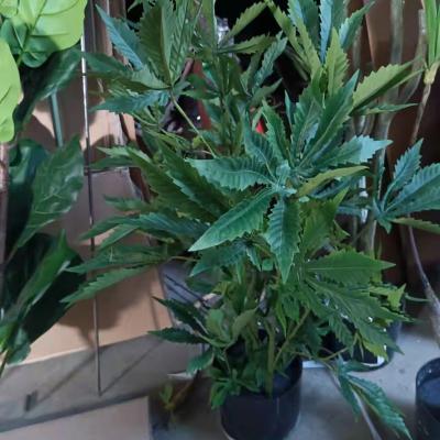 China Plastic Hemp Plant Contemporary Fake Plants Artificial Hemp for sale