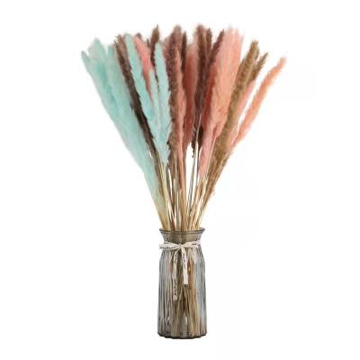 China Home Decoration and Decoration Natural Dry Colorful Reed Grass Weddings Gifts and Crafts Flowers for sale