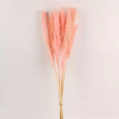 China Home Decoration and Gifts and Wedding Crafts Decorative Flower Dry Home Fluffy Phragmites Large Thatch Dry Flowers Natural Pampas Grass for sale