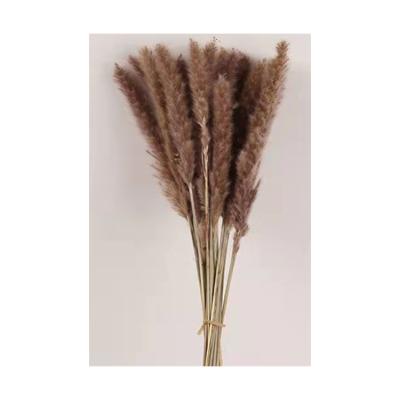 China Home decoration and gifts and crafts decorative pampas grass wedding natural pampas flower natural stipe flowers rabbit tails dried pampas flowers for sale