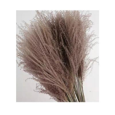 China Decoration & Gifts & Home Crafts 2021 New Design High Yield Decorative Grass Nampa Dry Natural Dried Flowers for sale