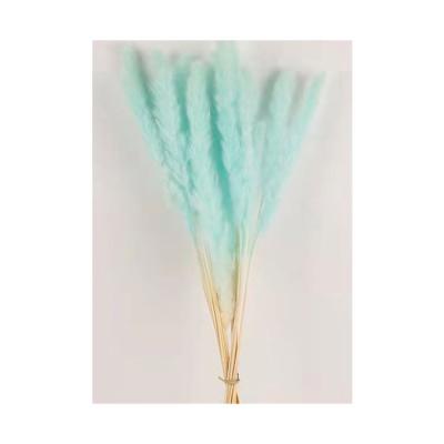 China Decoration & Gifts & Home Crafts Manufacturers Direct Selling Best Price Customized Dried Reed Grass Flowers for sale