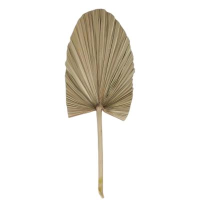 China Home Decoration and Gifts and Opens Autumn Style Palm Leaf Hand Fans Naturally Dried Cattail Fan Leaves for sale