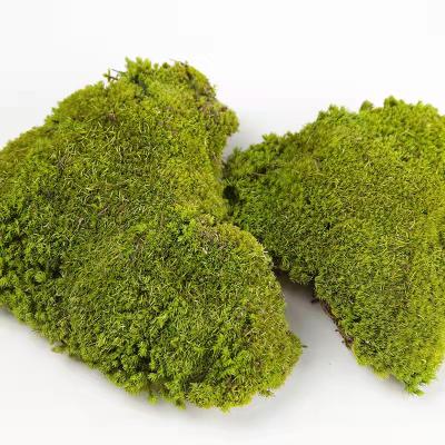 China Wholesale Eco-friendly High Quality Natural Moss Preserved Moss Home Office Decoration Pole for sale