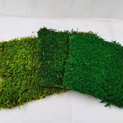 China Home Decoration CIA Most Popular Eternal Preserved Natural Moss For Green Art Moss Wall Decoration for sale