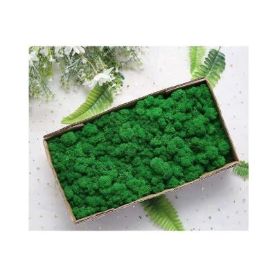 China Newest Hot Sale Minimalist Wall Art Preserved Reindeer Moss Good Quality for sale