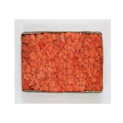 China Minimalist Competitive Price Preserved Mat Wall Artificial Reindeer Moss for sale