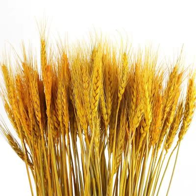 China Home Decoration and Gifts and Crafts Home Open Ear Dried Flowers Wedding Decoration Everlasting Barley Dried Flowers for sale