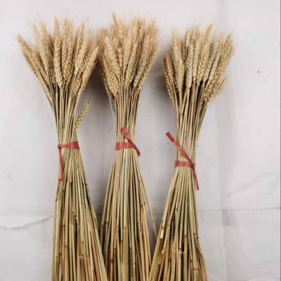 China Home Decoration and Gifts and Cheap Colorful Barley Straw Dried Wheat Flowers Fall Whole Home Flower Arrangement Sale Crafts Decor for sale