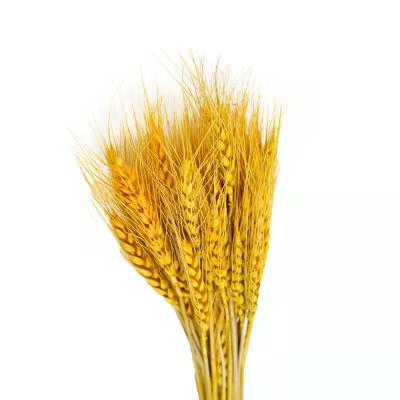 China Decoration and Gifts and Home Crafts Preserved Golden Natural Barley Plants Dried Flowers for Sale for sale