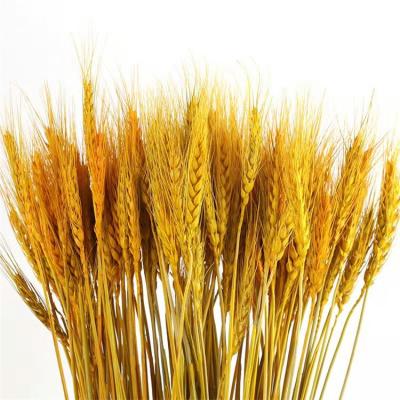 China Home Decoration and Gifts and Crafts Good Quality Artificial Dried Flowers for December Home Dried Barley for sale