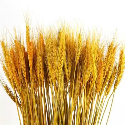 China Home Decoration & Gifts & Crafts Real Natural Home Decorative Dried Artificial Grass Decoration Dried Flower Barley Wholesale for sale