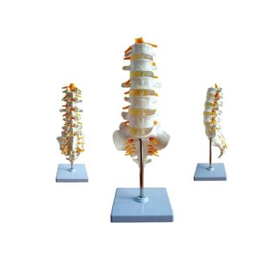 China Durable Human Lumbosacral Skeletal Structure Model of Vertebrae and Nerves Anatomy for sale