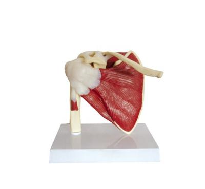 China Durable Human Muscular Shoulder Joint with Skeletal Anatomy Model for sale