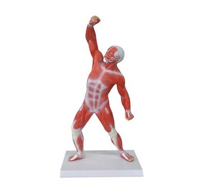 China Durable Human Anatomy Mini Model 22cm Large Muscular Use For Teach for sale