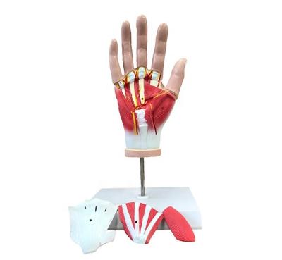 China Detailed Anatomy Structures Life Size Human Vessels Model Hand Anatomy Nerve Parts Of With Muscles Tendons 4 for sale