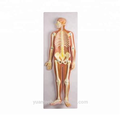 China Medical School Human Body Nervous System Anatomical Model, Plastic Human Model for sale