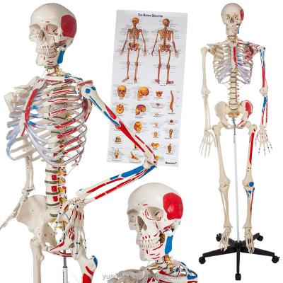 China Durable Nature Size Human Plastic Skeleton Model With Hand Painted Muscles And Detailed Numbers 176cm Tall for sale