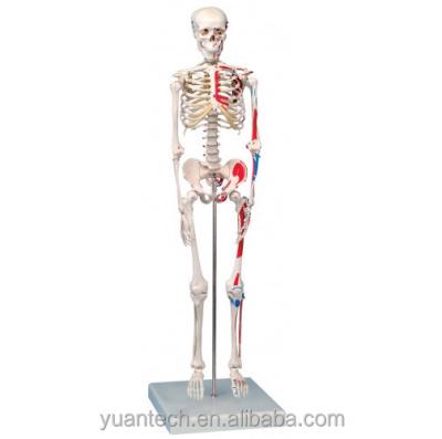 China Durable Half Human Size Plastic Skeleton With Hand Painted Muscles 85cm Tall for sale