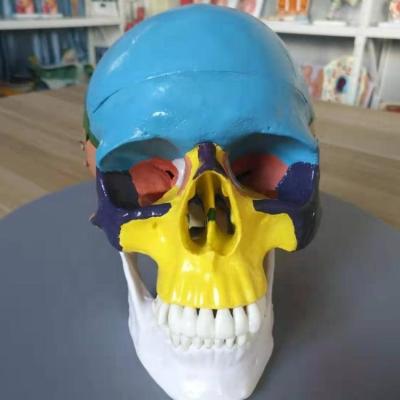 China Medical school colored human skull anatomical model for medical study for sale