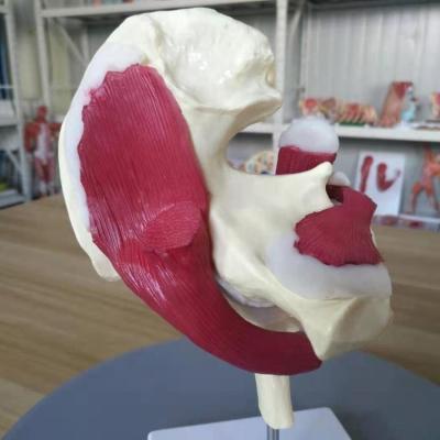 China Medical University Human Hip Joint Anatomical Model with Muscles and Ligaments for Medical Teaching for sale