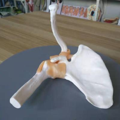 China Skeletal Shoulder Joint Model Medical University Shoulder Joint Human Anatomical Model for Teaching Medical Science for sale