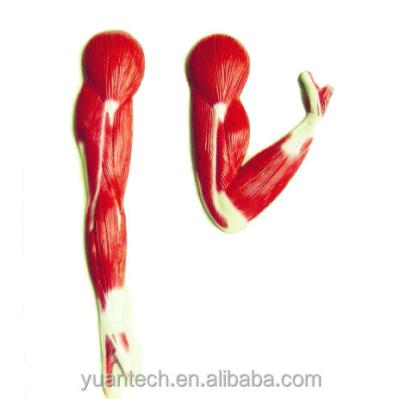 China Durable Human Arm Muscles 2 Parts Anatomical Plastic Model Toy for sale