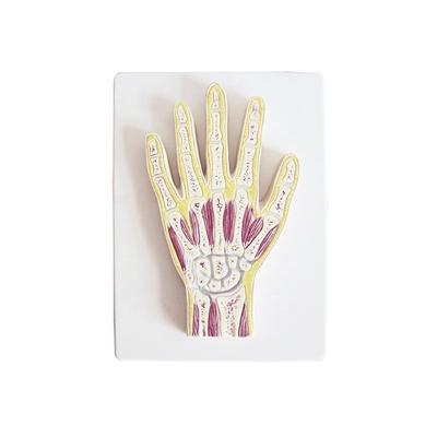 China Durable Hand Sectional Common Skeletal Anatomy Plastic Model for sale