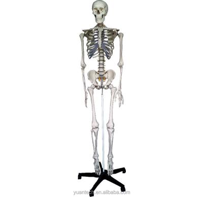 China Durable Nature Size Human Plastic Skeleton Model Toy 175cm Tall for sale