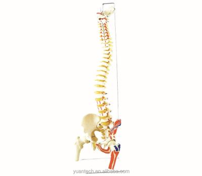 China Durable Painted Muscular Human Occipital Spine 3D Plastic Model With Pelvis And Femur Head for sale