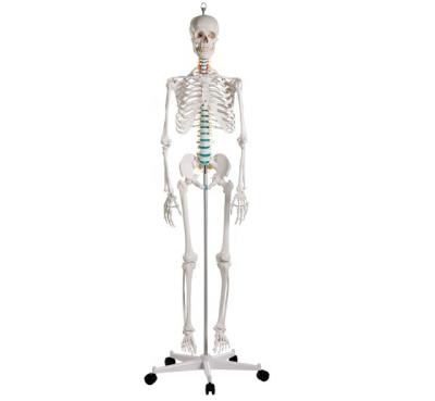 China YA/L011 Medical School Plastic Human Life Size Skeleton Model 176cm Great For Education for sale