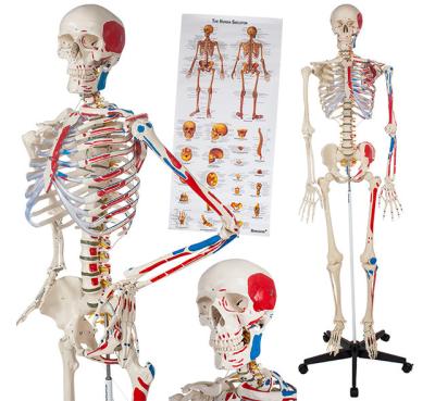 China Medical School YA/L011A Painted With Muscles And Numbers 176cm Large Detailed Human Skeleton Model for sale