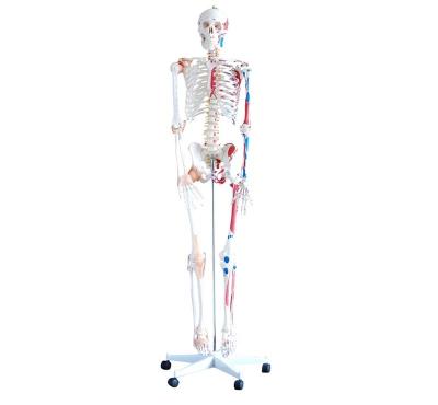 China Medical School YA/L011B Human Skeleton Model with Hand Painted Muscles Ligaments and Detailed Numbers 176cm Tall for Education for sale