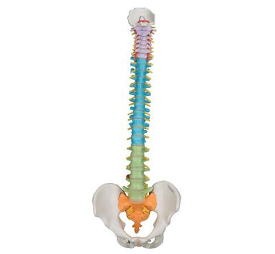 China YA/L037F Medical School Plastic Colorful Flexible Spine Model For Teaching Medical Science for sale