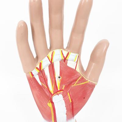 China Medical School Teaching YA/H015A Life Size Muscles Of The Hand Anatomy Model for sale