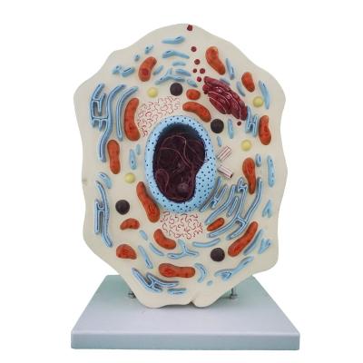 China Durable Enlarged Animal Stem Cell Anatomy Structure Model for sale