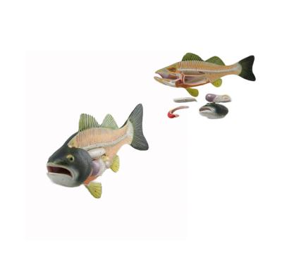 China YA/B023 Medical School Plastic Fish Biological Anatomical Model for sale