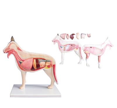 China YA/B026 Medical School Life Size Dog Anatomical Model For Education for sale