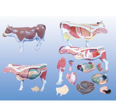 China Anatomical model For Education of life-size cow at the Faculty of Medicine YA/B026 for sale