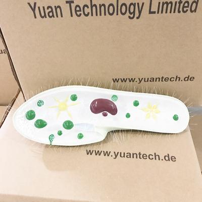 China New Vivid Anatomy Size YA/B021 Paramecium Model for Medical Science for sale