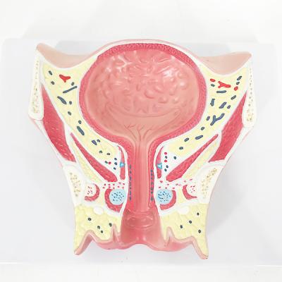 China YA/U031A Alive human female bladder section coronal model for school for sale