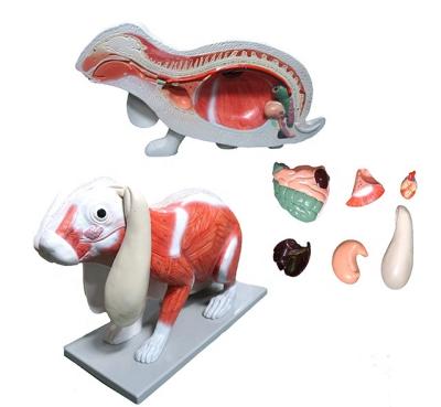 China Durable Plastic Rabbit Anatomy Model for sale