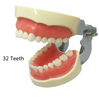 China Plastic Teeth Models 1:1 32pcs Detachable Resin Forming Typodont For Dental Technician Practice Teaching Gum Dentistry Equipment for sale