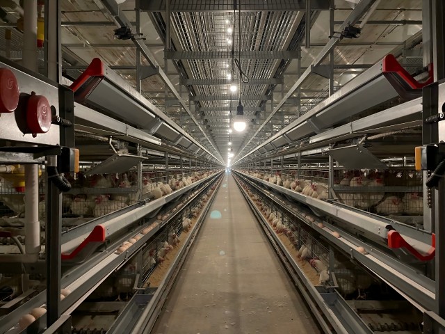 Fully Automatic H Type Layer Chicken Cage System Corrosion Resistant